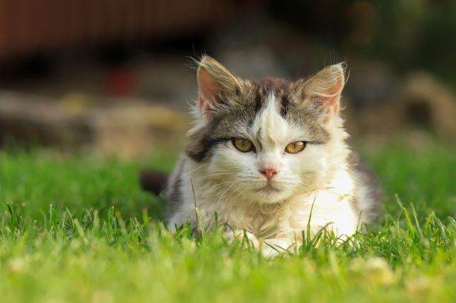 cat-9125207_1280